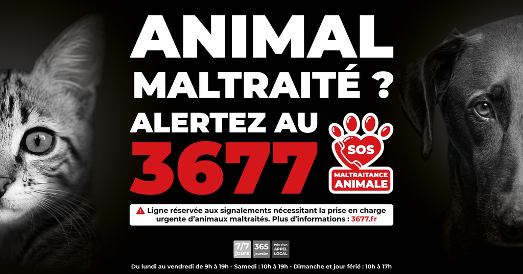 Animal maltraité ? Alertez au 3677